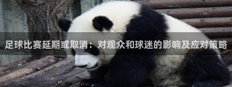 足球比赛延期或取消：对观众和球迷的影响及应对策略